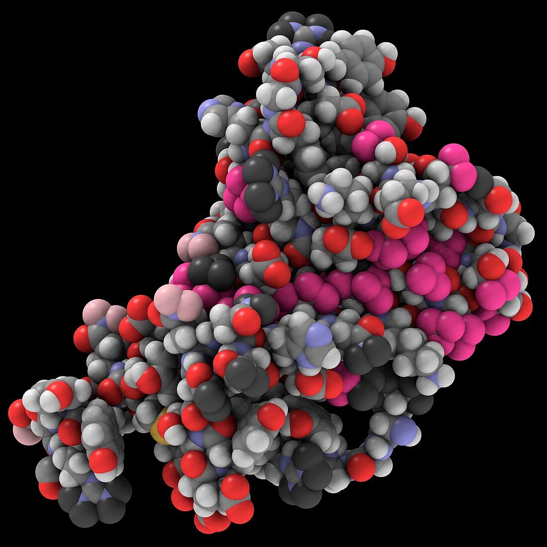 Human prion protein,molecular model