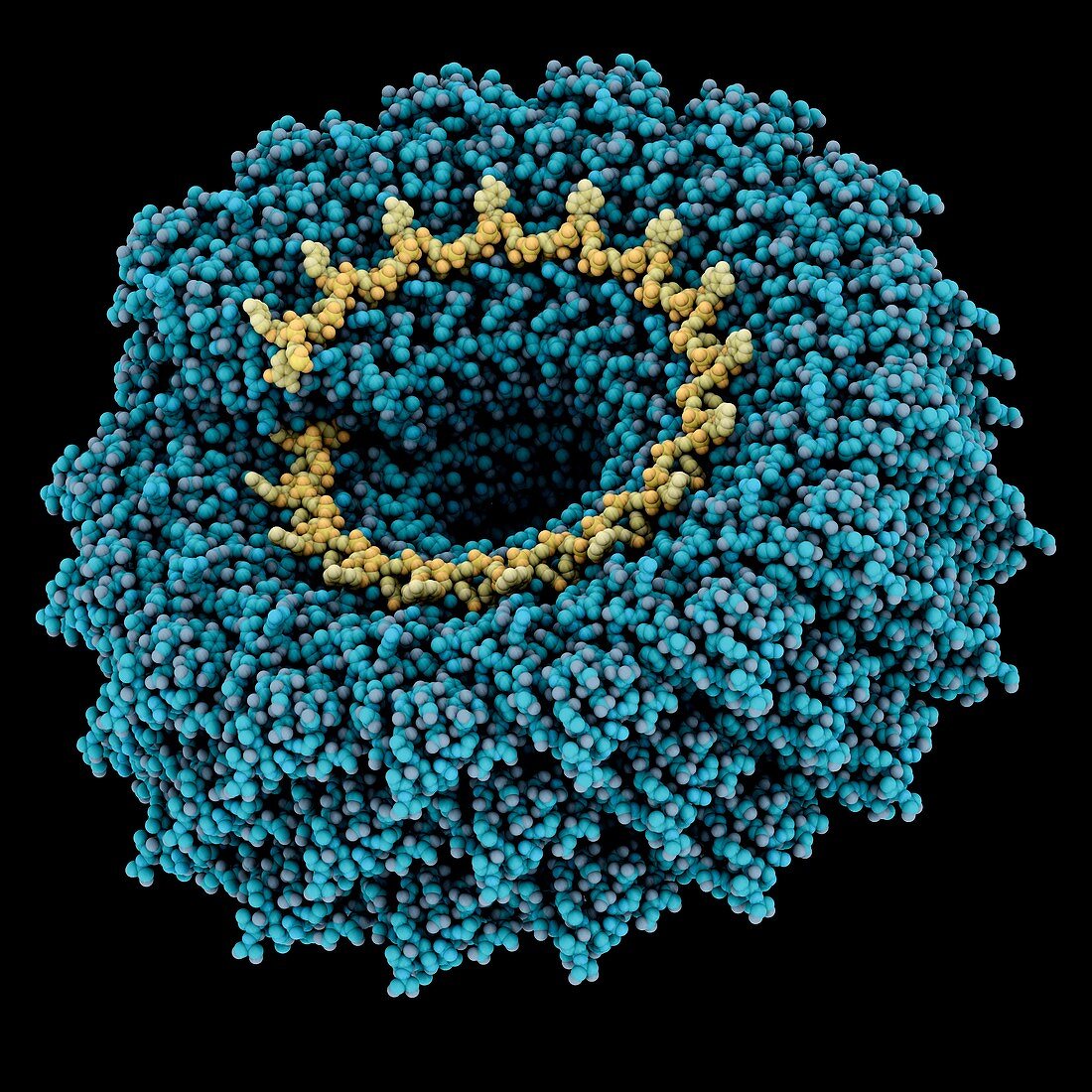 Tobacco mosaic virus,molecular model