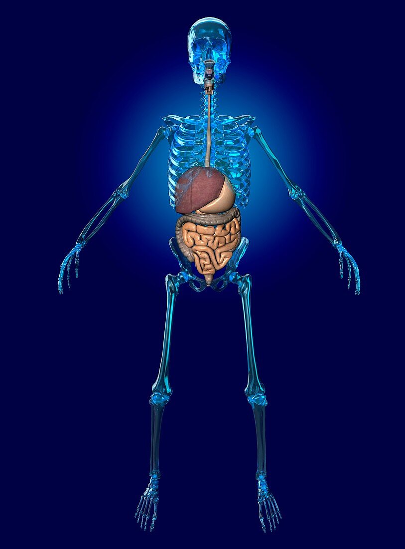 Human digestive system,artwork