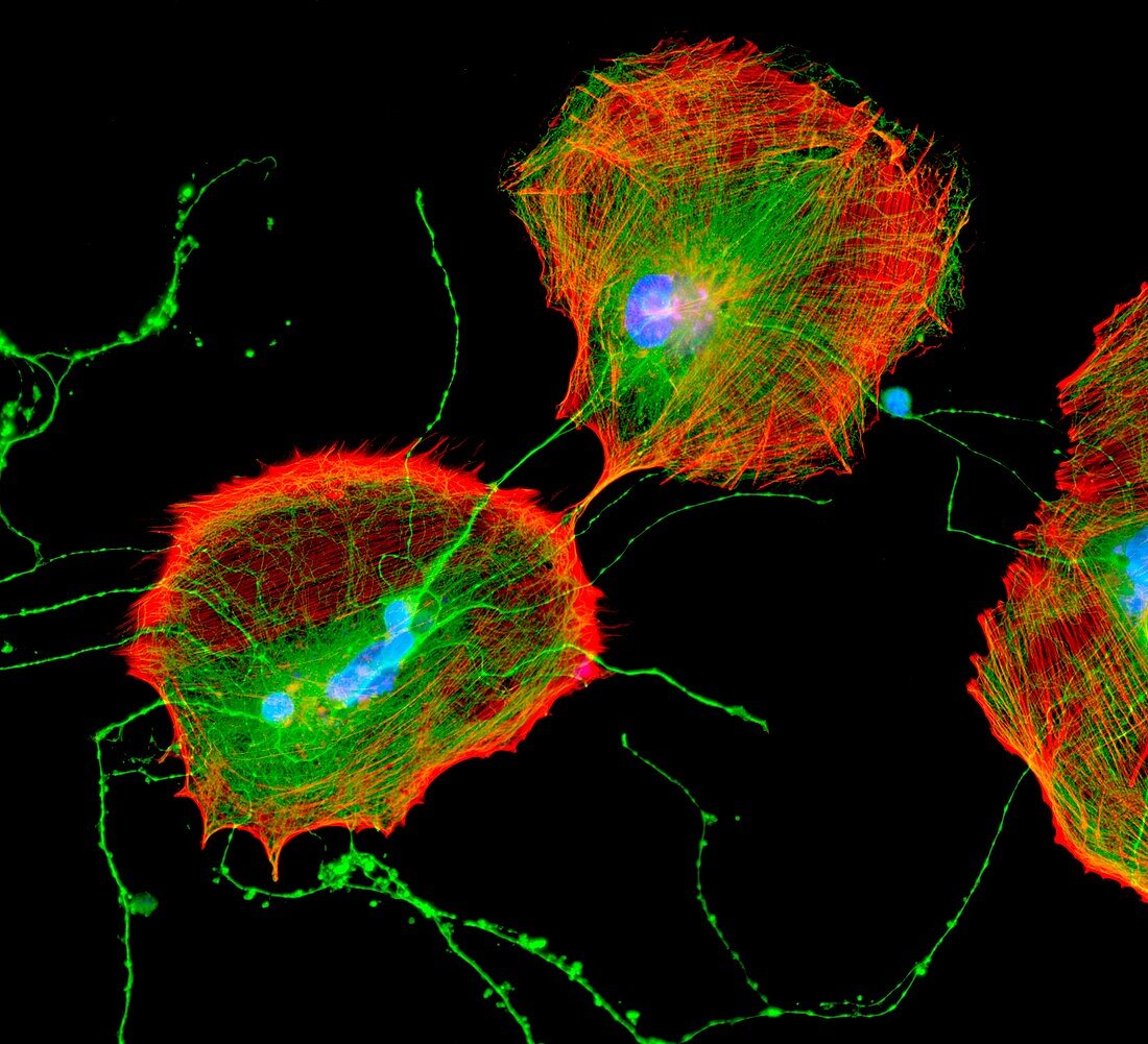 Glial cells,fluorescent micrograph