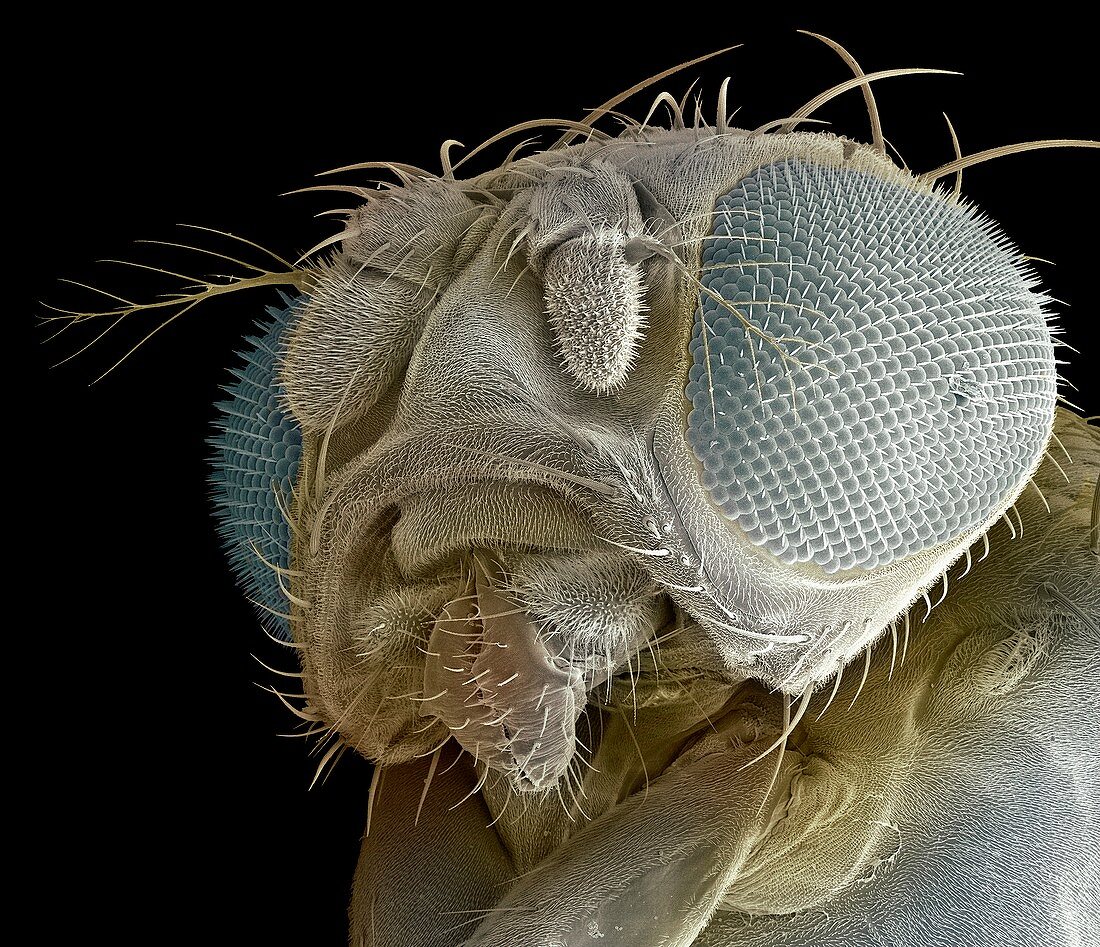 Fruit fly head,SEM