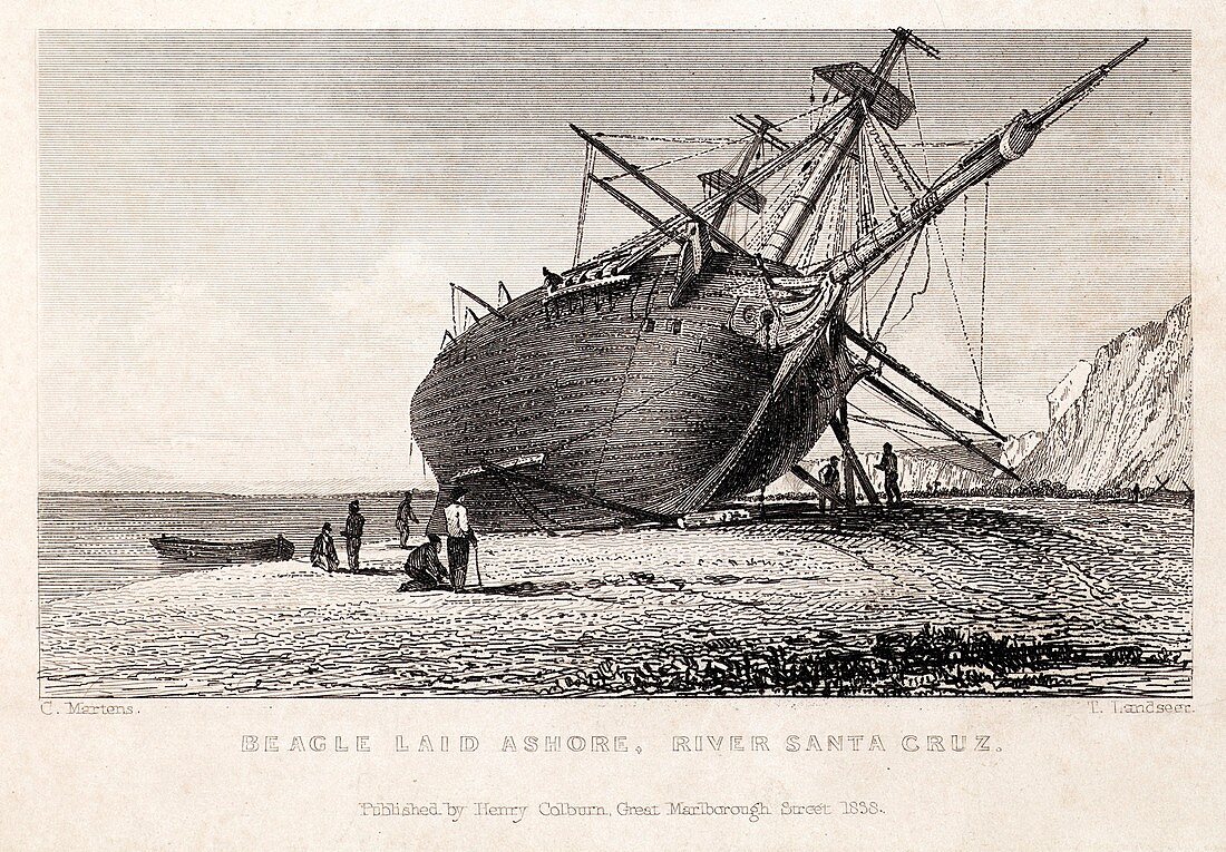 HMS Beagle Ship laid up Darwin's Voyage