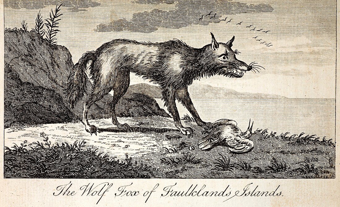 1778 Falkland Islands Wolf Fox Extinct