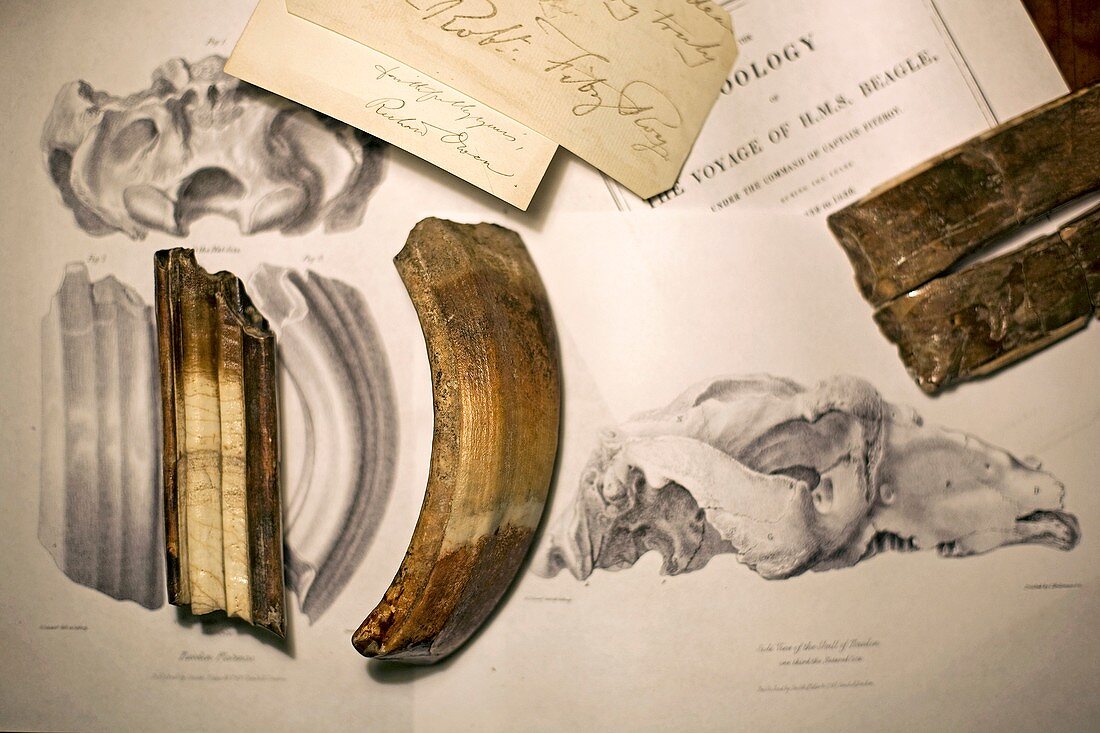 1838 Toxodon teeth & figs. from Darwin c