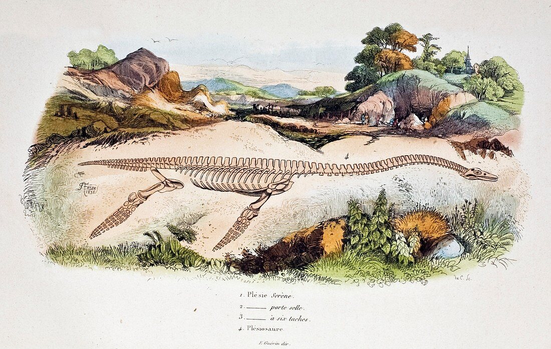 1838 Guerin Plesiosaur reconstruction