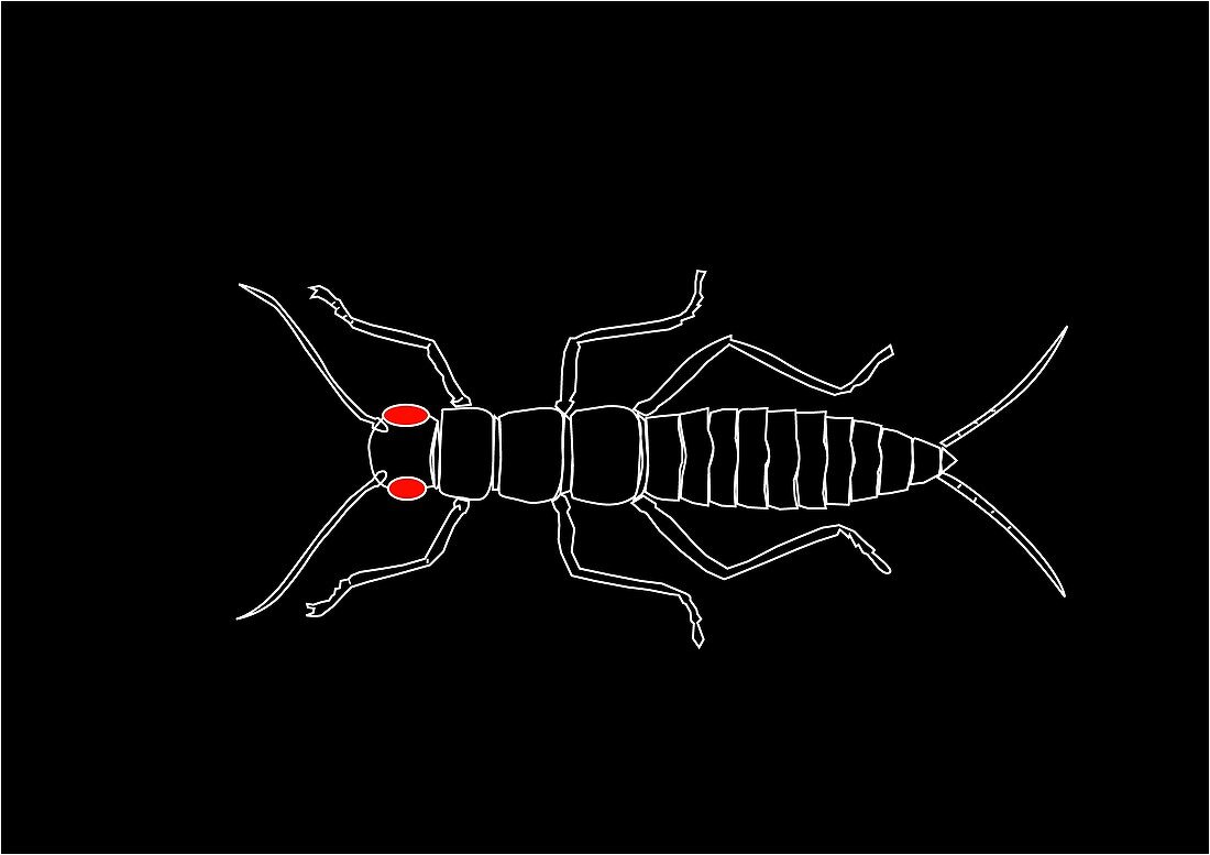 Arthropod anatomy,artwork