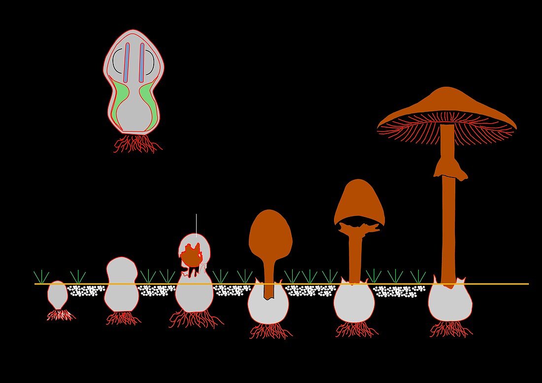 Mushroom anatomy,artwork