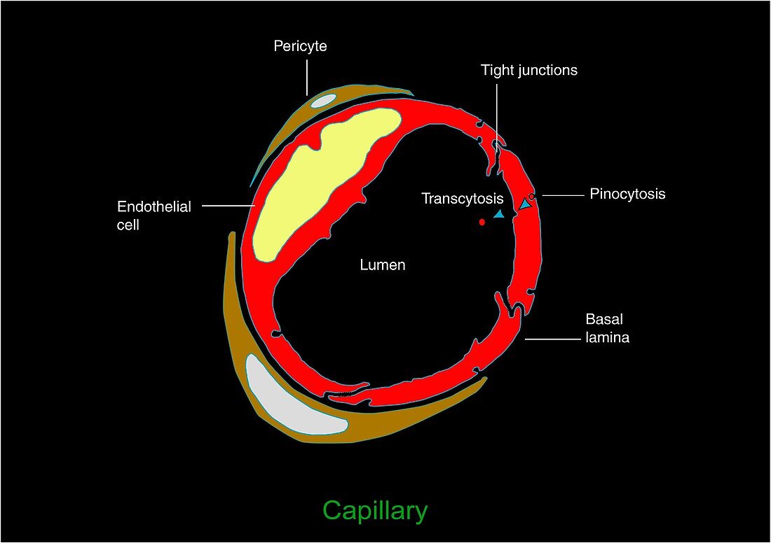 Capillary,diagram