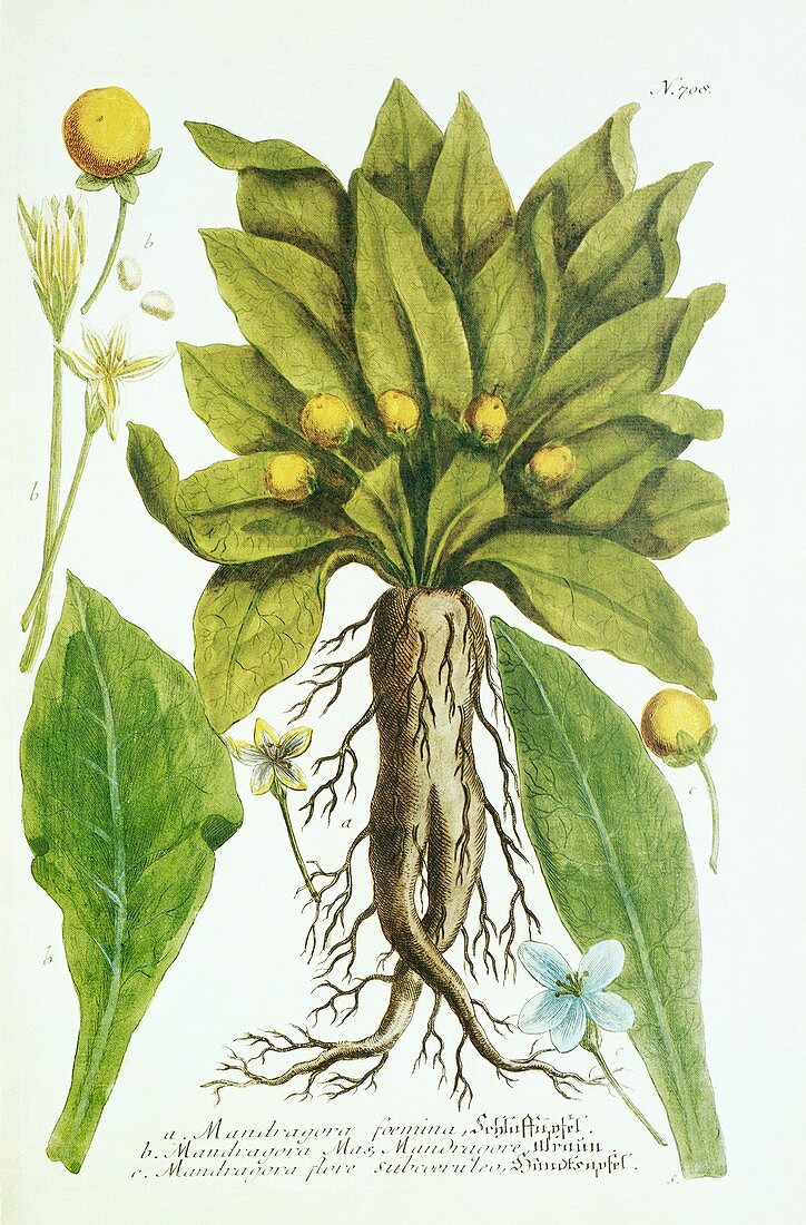 Mandrake plant,historical artwork