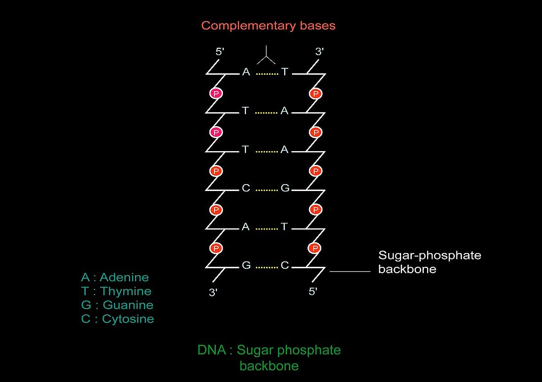 DNA molecule,artwork