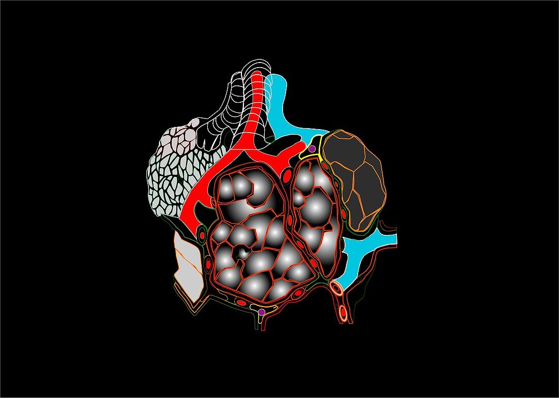 Lung alveolus,artwork