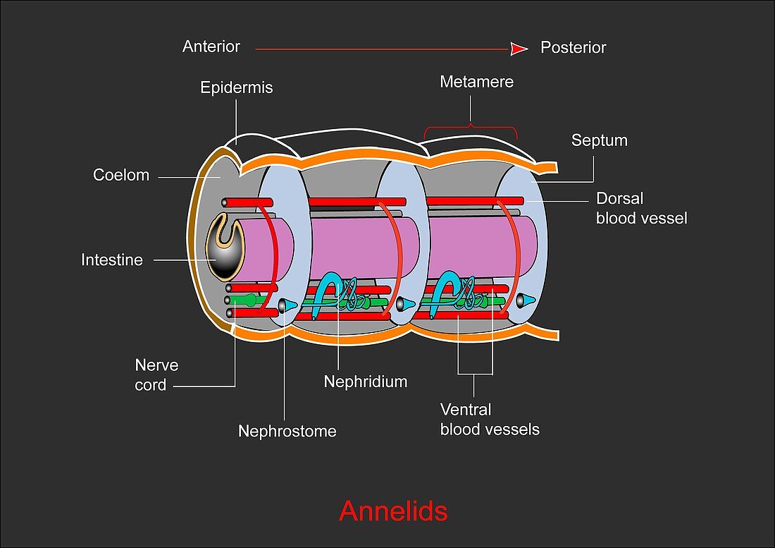 Annelid worm anatomy
