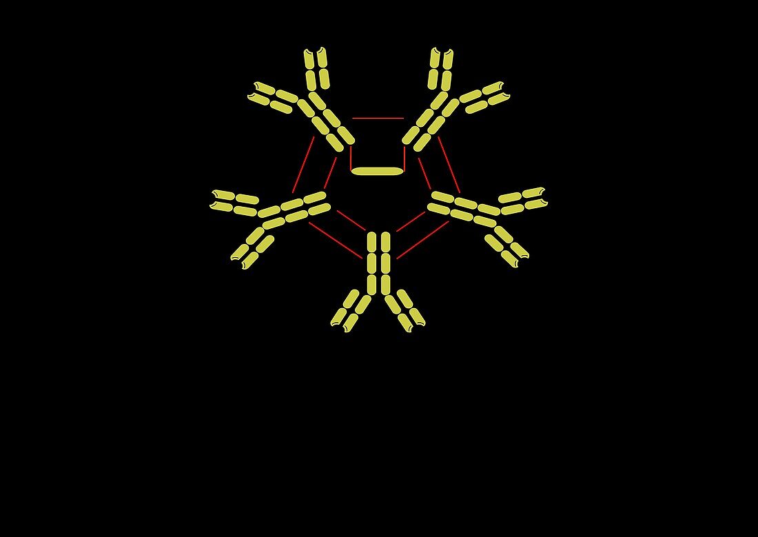 Immunoglobulin pentamer,artwork