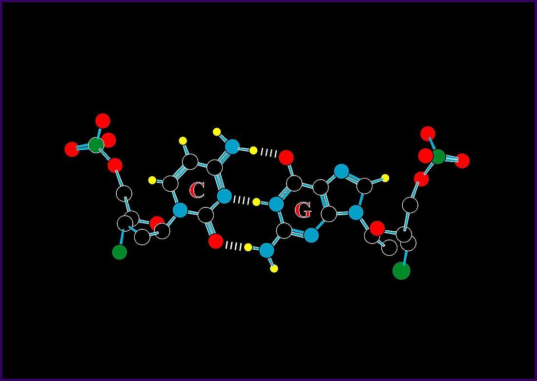 DNA nucleotides,artwork