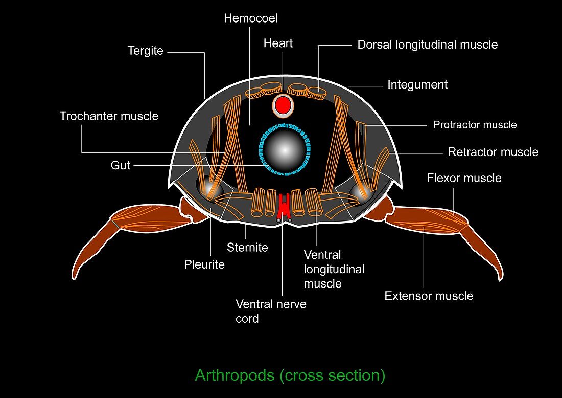 Arthropod anatomy,artwork