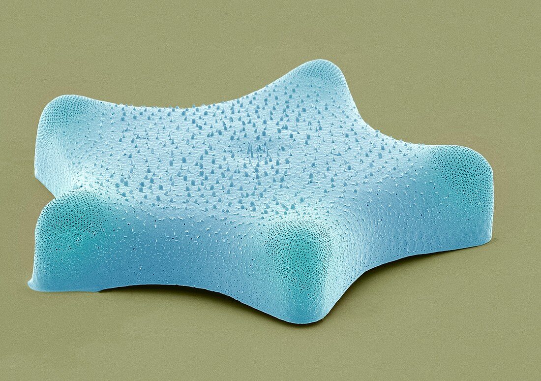 Diatom,SEM