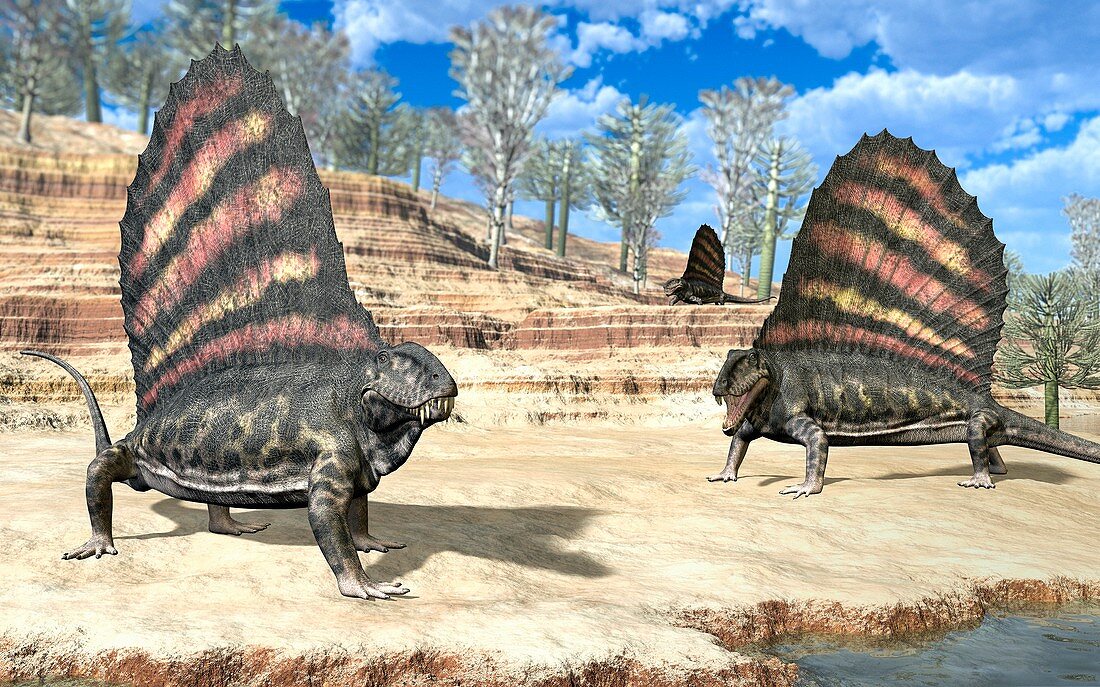 Dimetrodons,artwork