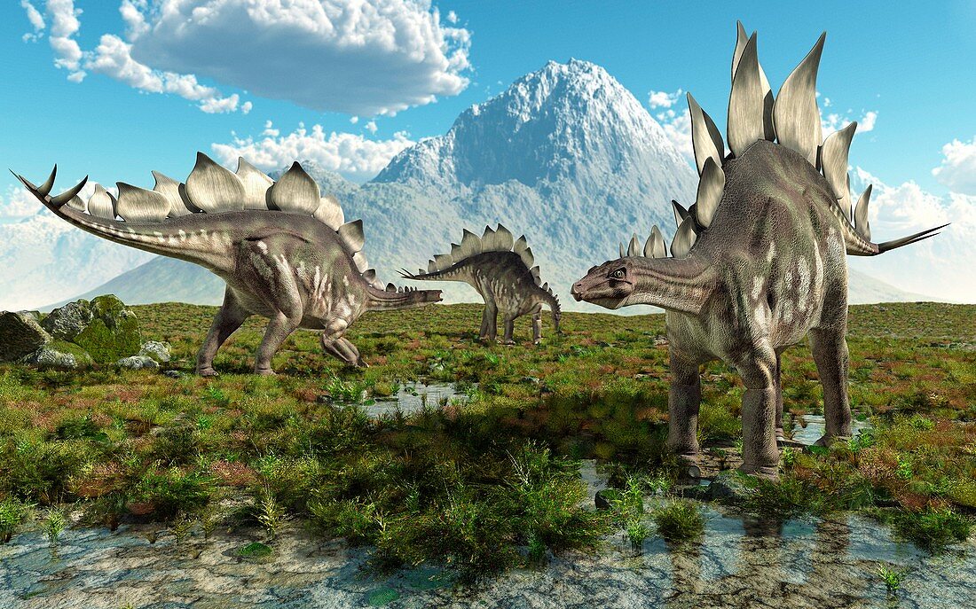 Stegosaurus dinosaurs,artwork