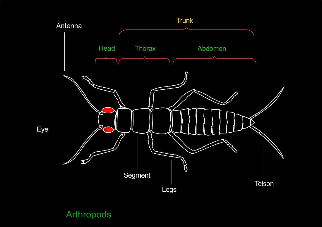 Arthropod anatomy,diagram