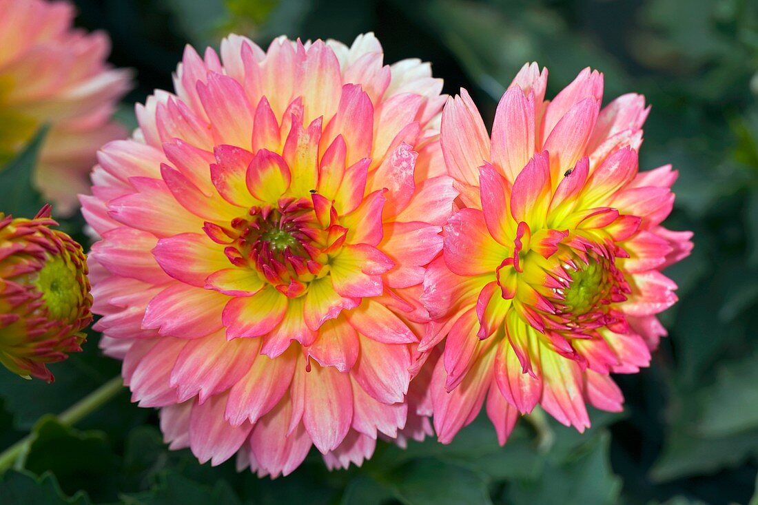 Dahlia 'Pablo'