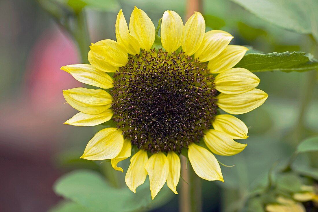Sunflower (Helianthus annus)