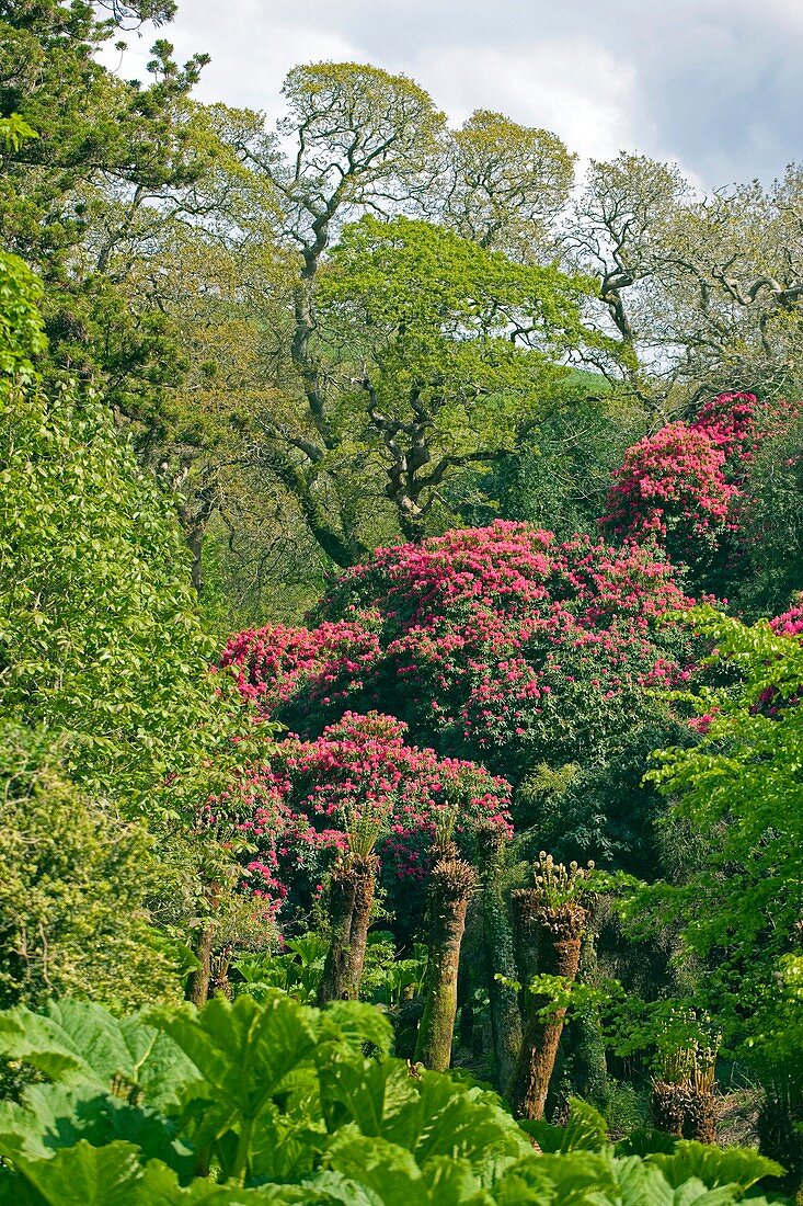 The Lost Gardens of Heligan,UK