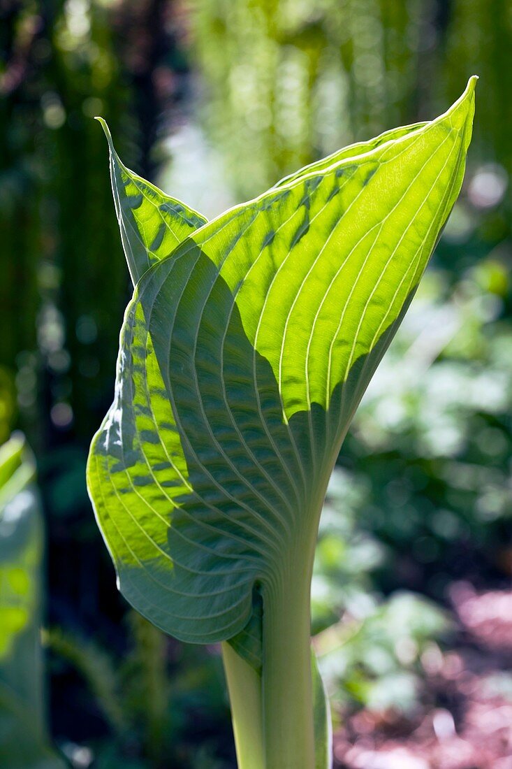 Plantain Lily (Hosta sp.)