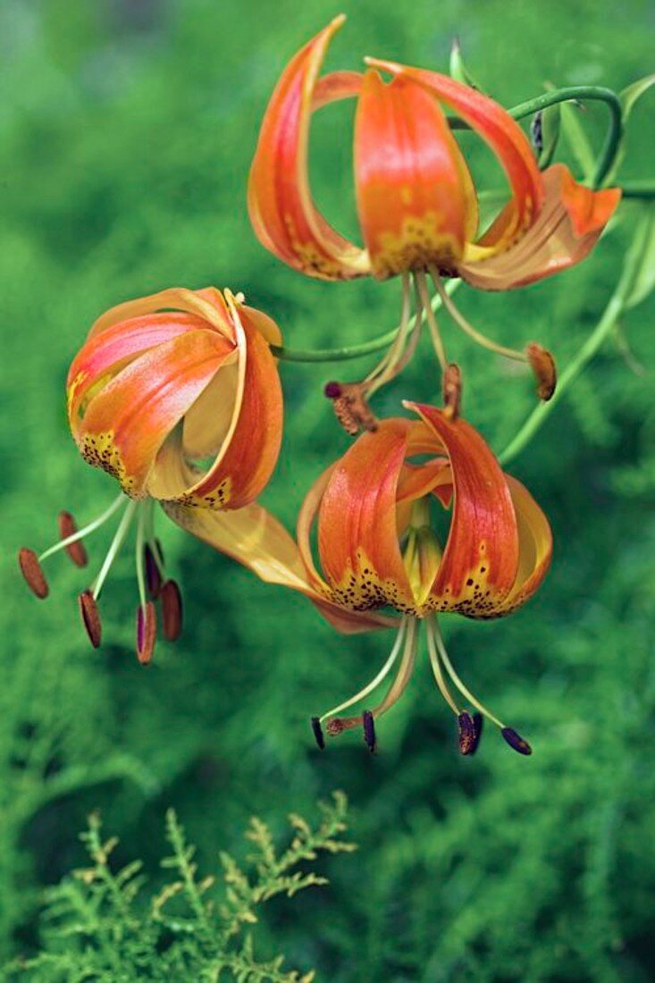 Turkscap Lily (Lilium sp.)