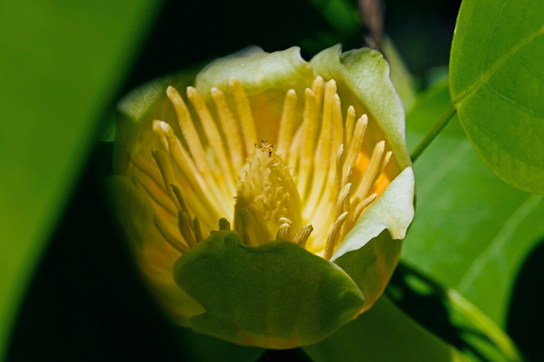 Tulip Tree (Liriodendron tulipifera)