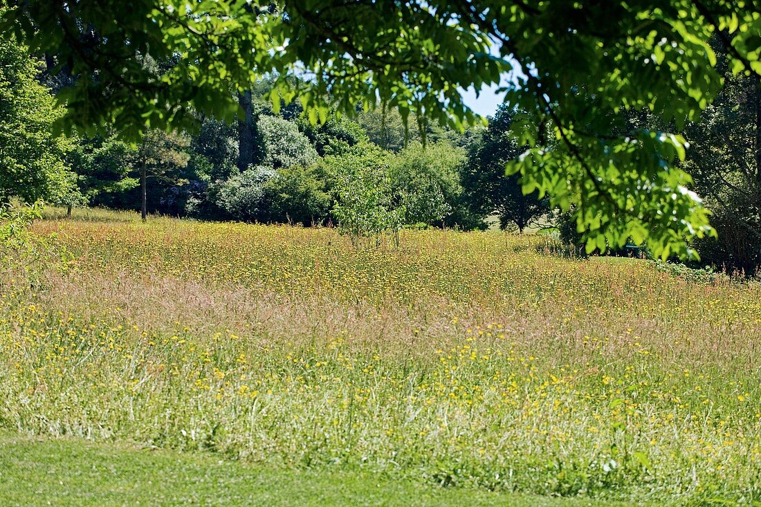 Wildflower meadow,RHS Rosemoor
