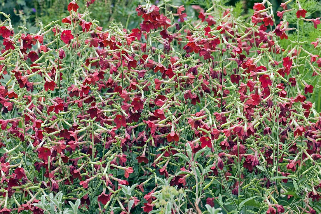 Tobacco plant (Nicotiana sp.)