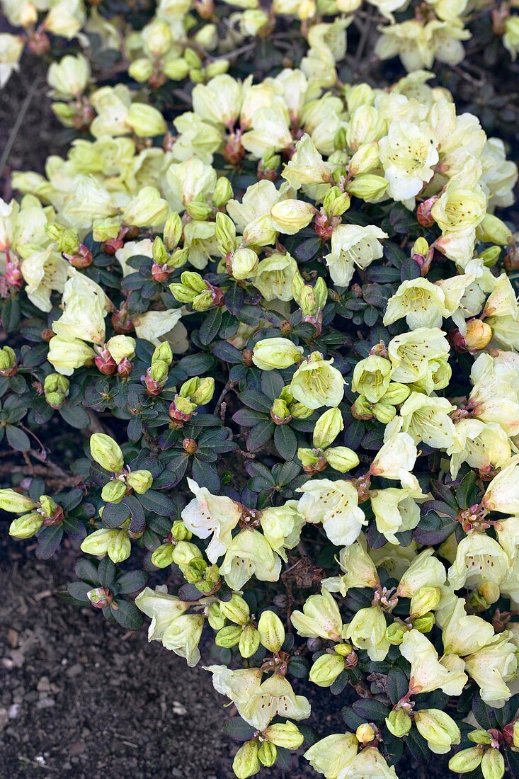 Rhododendron 'Wren'