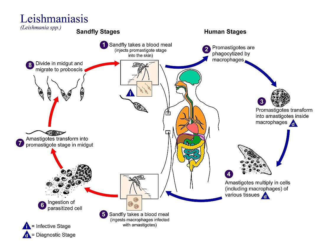 Leishmaniasis protozoan life-cycle