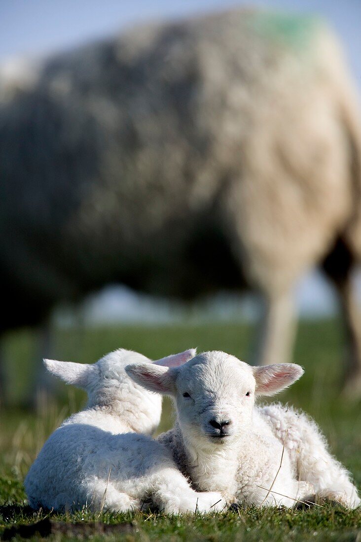 Lambs resting in the sun
