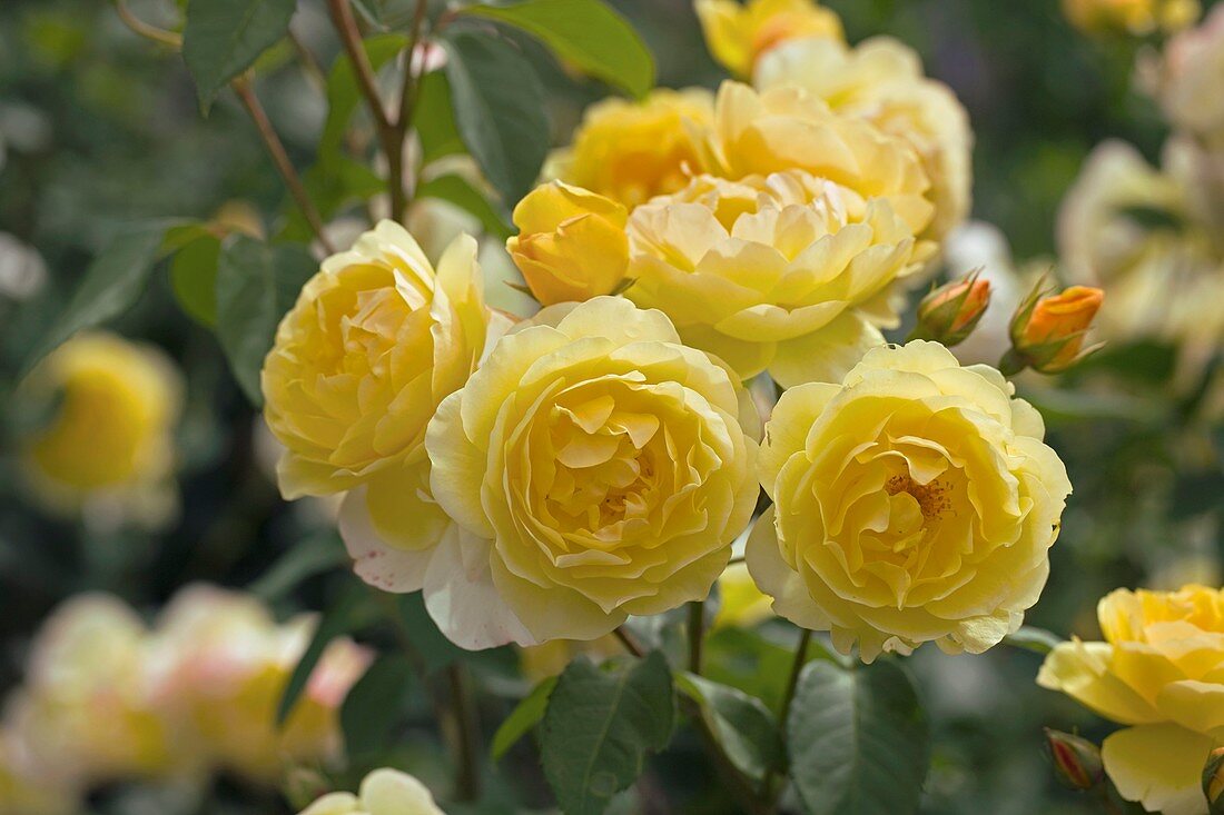 Rose (Rosa 'Charlotte Auspoly')