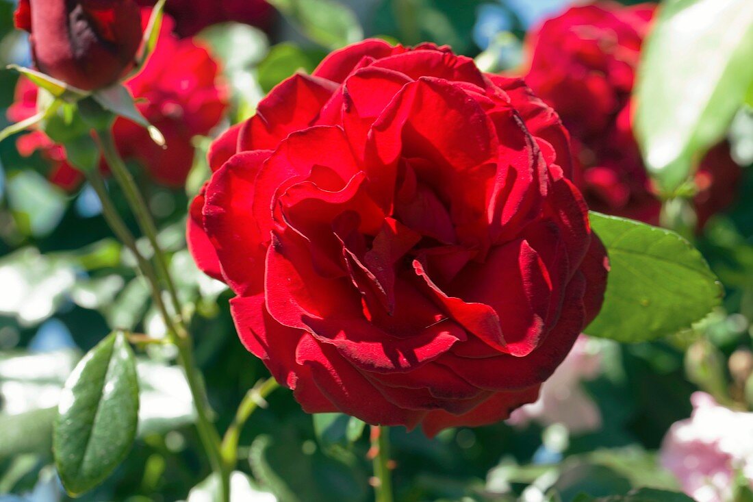 Rose (Rosa 'Dublin Bay Macdub')