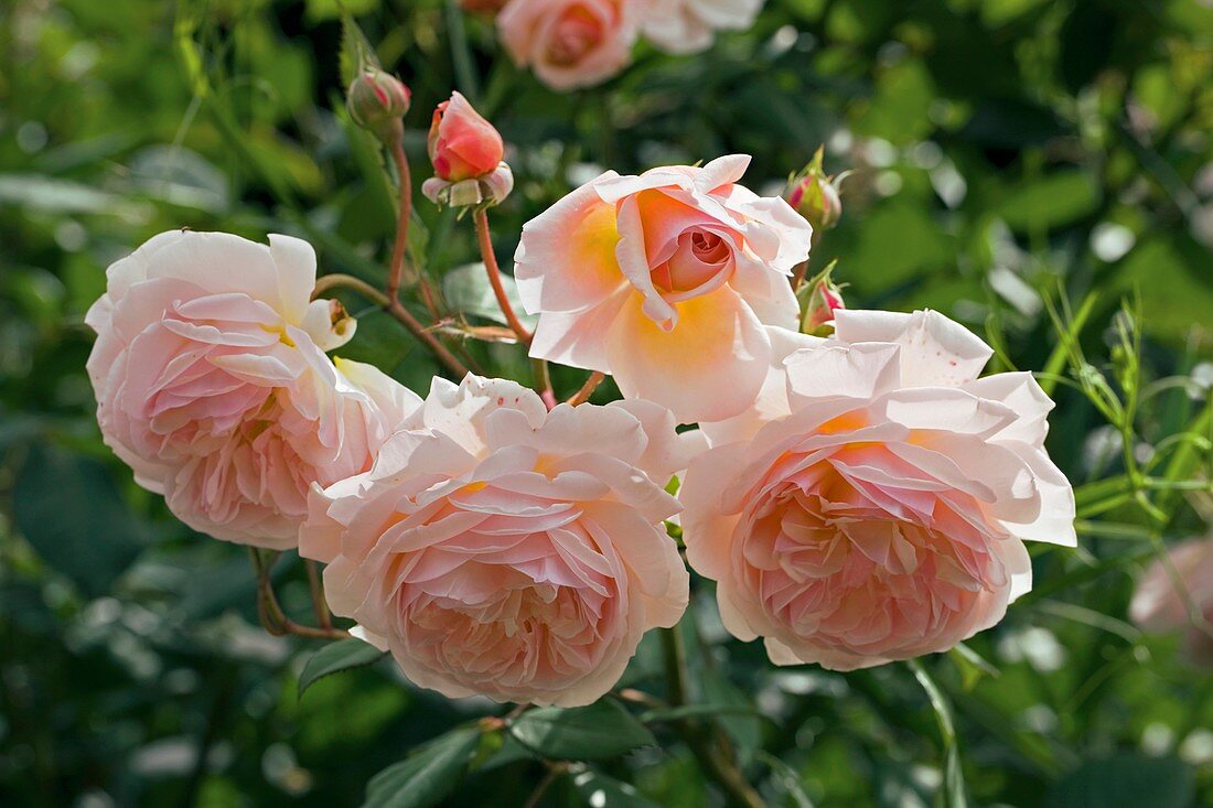 Rose (Rosa 'Sweet Juliet Ausleap')