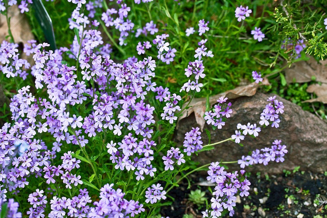 Erinus alpinus