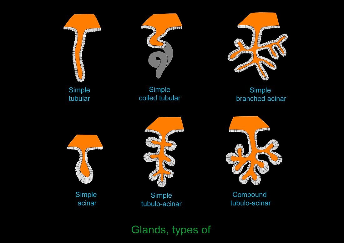 Exocrine gland types,artwork
