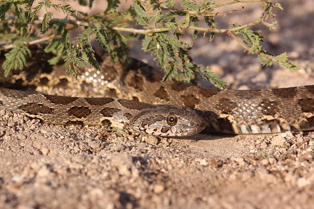 Coin-marked Snake