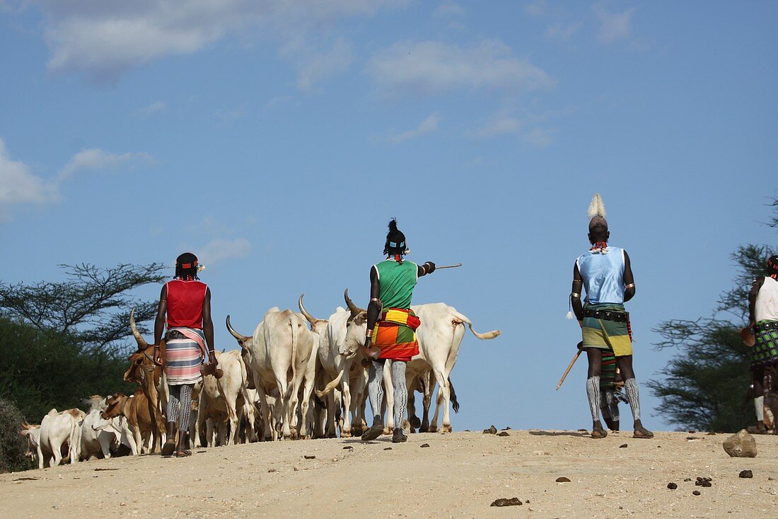 Ethiopia,Hamer Tribe herding cattl