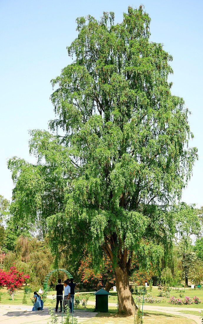 Montezuma cypress