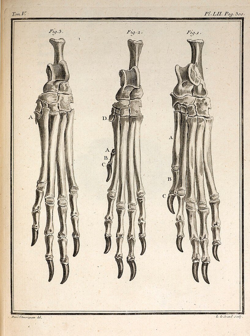 1755 Variation dog feet Buffon evolution