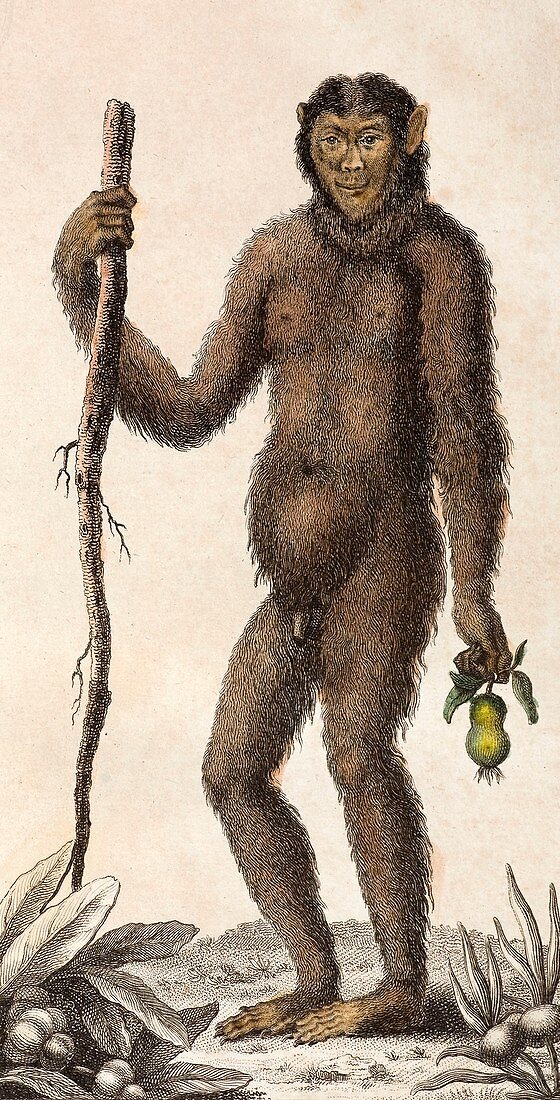 1795 Wild Man of the woods - orangutan
