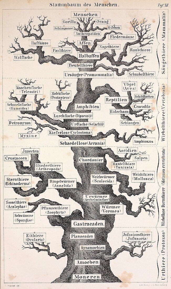 1874 Haeckel first full 'tree of life'