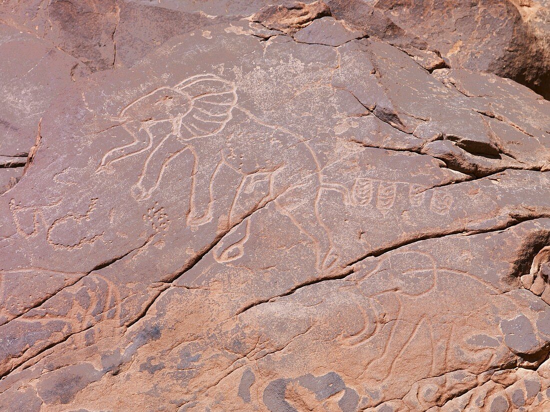 Elephant Petroglyph,Libya