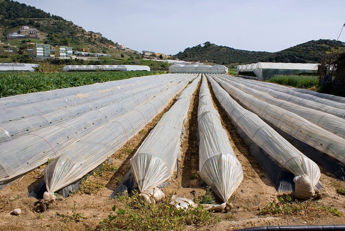 Polythene crop tunnels in Gazipasa Turkey