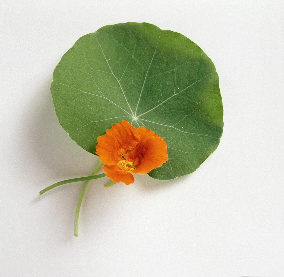 One Nasturtium and a Leaf