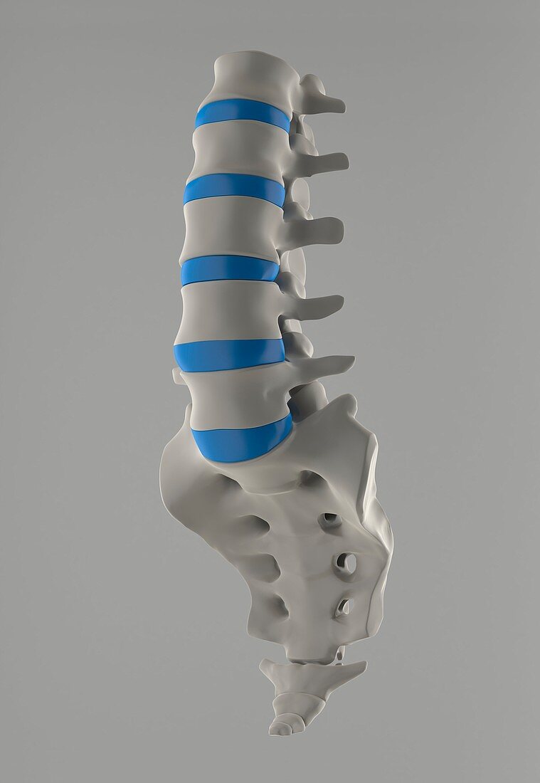 Lumbar spine and sacrum,artwork