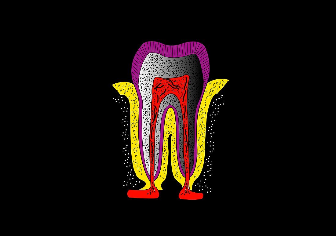 Human tooth anatomy,artwork